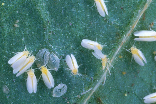 White_Flies